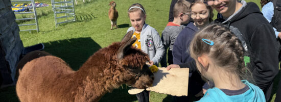 Wyjazd do zagrody edukacyjnej Rancza „Alpaki” w Sikorach